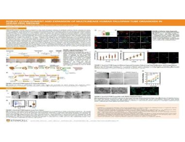 Robust Establishment and Expansion of Multilineage Human Fallopian Tube Organoids in Serum-Free Medium