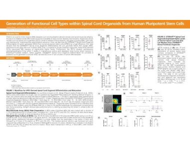 Generation of Functional Cell Types within Spinal Cord Organoids from Human Pluripotent Stem Cells