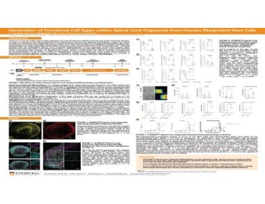 Generation of Functional 3D Spinal Cord Organoids from Human Pluripotent Stem Cells