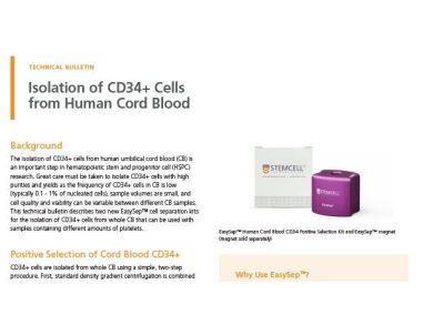 Isolation of CD34+ Cells from Human Cord Blood