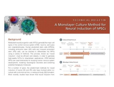A Monolayer Culture Method for Neural Induction of Human Pluripotent Stem Cells