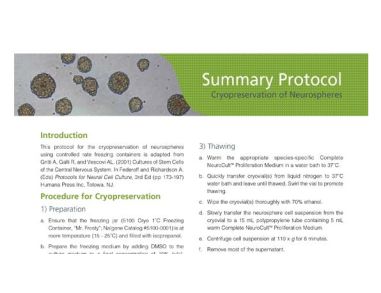 Cryopreserving Neurospheres