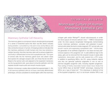 Monolayer Culture of Human Mammary Epithelial Cells