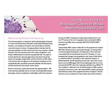 Monolayer Culture of Mouse Mammary Epithelial Cells