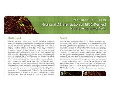 Neuronal Differentiation of hPSC-Derived Neural Progenitor Cells