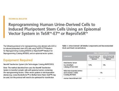 Reprogramming Human Urine-Derived Cells to Induced Pluripotent Stem Cells Using an Episomal Vector System in TeSR-E7 or ReproTeSR