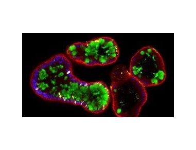 Human Intestinal Organoid Course