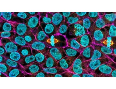 Pluripotent Stem Cell Course