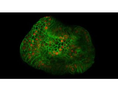 Hepatic Organoid Course