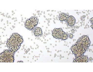 Human T Cell Expansion Course