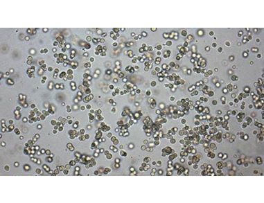 Mouse Hematopoietic CFU Assay Course