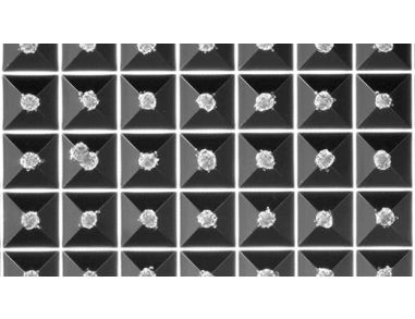 Generate Size-Controlled Spheroids and Embryoid Bodies Using AggreWell™ Microwell Plates