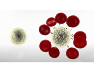 RosetteSep™ Immunodensity Cell Isolation Starting Guide: Tips & Tricks