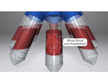 Isolate Highly Purified Cells for HLA Analysis with RosetteSep™ Immunodensity Cell Isolation