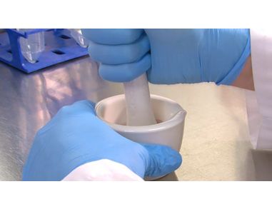 How to Isolate Mesenchymal Stromal Cells (MSCs) from Mouse Compact Bone