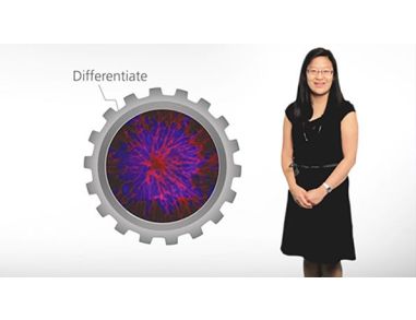 STEMdiff™: Products for Differentiating Human Pluripotent Stem Cells