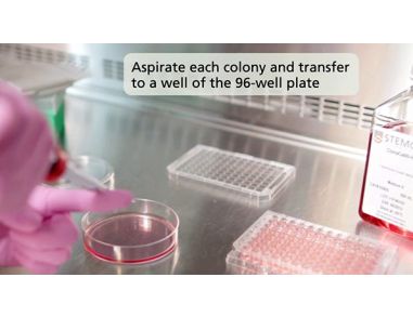 ClonaCell™-HY Procedure