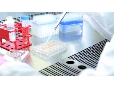 How to Generate Neural Progenitor Cells from hPSCs Using STEMdiff™ Neural Induction Medium
