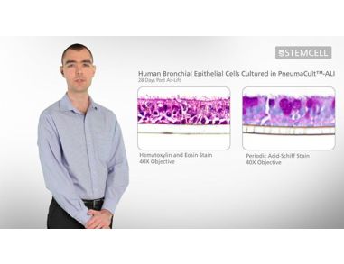 Air-Liquid Interface (ALI) Culture of Bronchial Epithelial Cells with PneumaCult™-ALI Medium