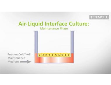 A Technical Guide to the Successful Mucociliary Differentiation of Primary Bronchial Epithelial Cells with PneumaCult&trade;-ALI