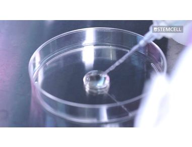 Mammalian Cell Cloning Procedure: Customizable Semi-Solid Cloning with ClonaCell™ FLEX Medium