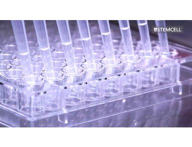 How to Perform Semi-Solid Cloning of CHO Cell Lines in 96-Well Plates Using ClonaCell™-CHO Medium