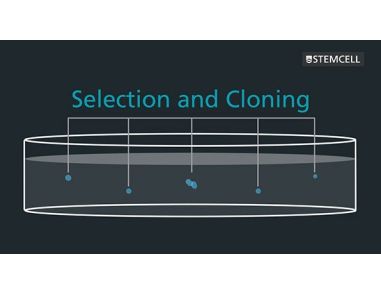 Why Use Semi-Solid Medium for Cloning Hybridomas and CHO Cells