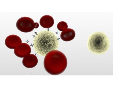 Isolate Cells from Whole Blood without Columns or Magnets: RosetteSep™ Immunodensity Cell Separation