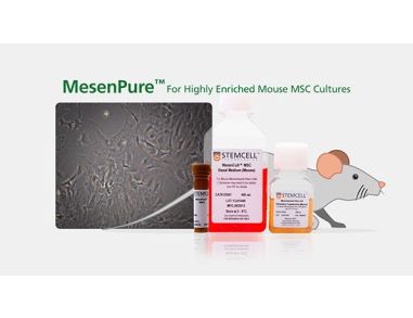MesenPure™: For Highly Enriched Mouse MSC Cultures