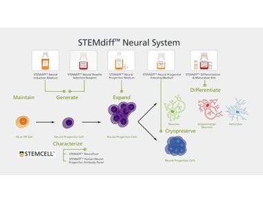 STEMdiff™ Neural System for hPSC-Based Neurological Modeling
