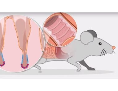 How to Culture Mouse Intestinal Organoids: Introduction