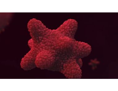 Intestinal Organoid Culture: The Next Dimension in Intestinal Research