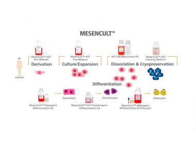 MesenCult™ for Mesenchymal Stromal Cell Derivation, Culture & Differentiation