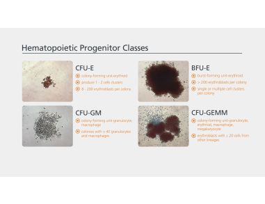 Colony Enumeration and Identification for Custom Hematopoietic Training Courses
