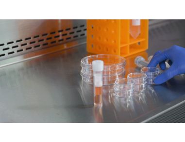 CFU Assay Setup for Custom Hematopoietic Training Courses