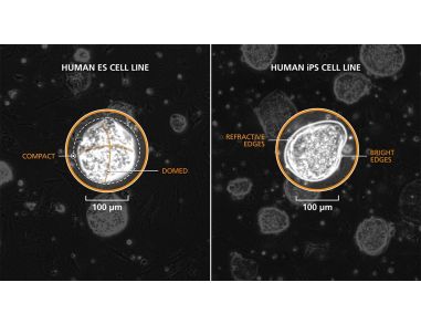 Passaging Naive PSC Colonies Derived and Maintained in RSeT™