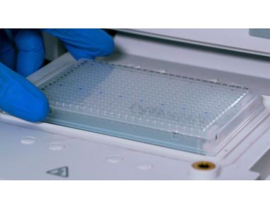 How to Set Up a hPSC Genetic Analysis Kit Experiment