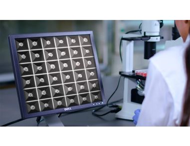 AggreWell™: Uniform, size-controlled embryoid bodies and 3D spheroid cultures