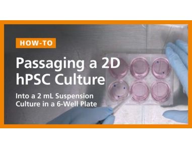 Passaging a 2D hPSC Culture into a 2 mL Suspension Culture in a 6-Well Plate