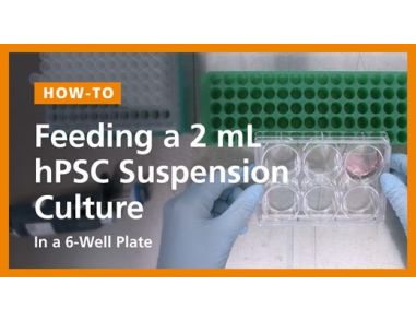Feeding a 2mL hPSC Suspension Culture in a 6-Well Plate