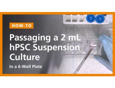 Passaging a 2 mL hPSC Suspension Culture in a 6-Well Plate