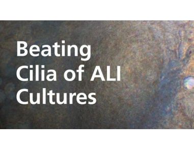 Beating Cilia of ALI Cultures Grown in PneumaCult™