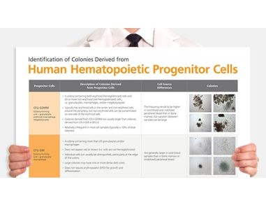 Identification of Colonies Derived from Human Hematopoietic Progenitors