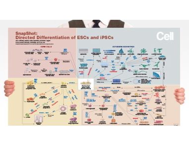 Directed Differentiation of Pluripotent Stem Cells
