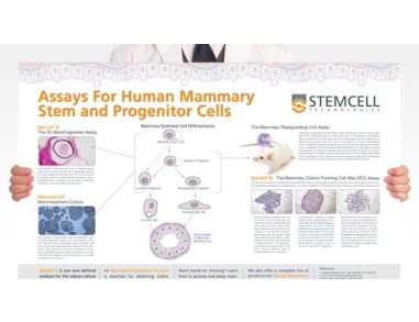 Assays for Human Mammary Stem and Progenitor Cells