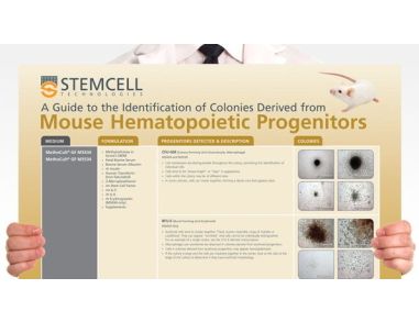 Identification of Colonies Derived from Mouse Hematopoietic Progenitors