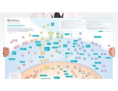 Small Molecules, Big Impact in Pluripotent Stem Cell Research