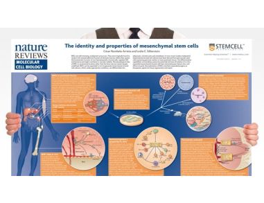 The Identity and Properties of Mesenchymal Stem Cells