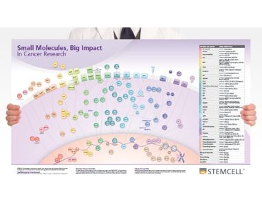 Small Molecules, Big Impact in Cancer Research