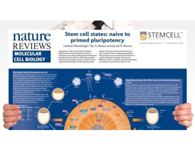 Stem Cell States: Naive to Primed Pluripotency